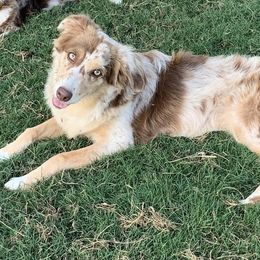 Fern - Miniature Australian Shepherd