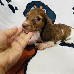 Kanga ckc - Piebald male Dachshund puppy in Magnolia, Texas from Carrie’s Countryside Dachshunds