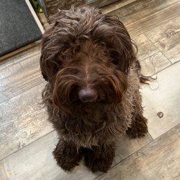 Holly - Labradoodle