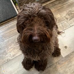 Holly - Labradoodle