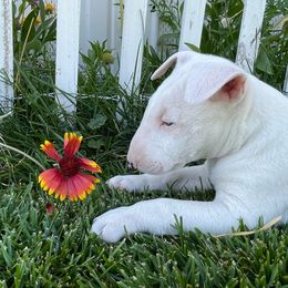 Bull Terrier puppies from Stonehouse Dogs