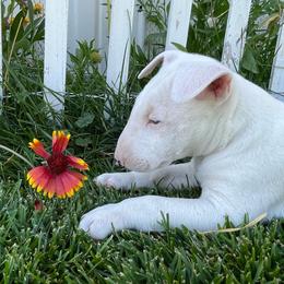 Bull Terrier puppies from Stonehouse Dogs