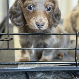 6500 pet only - blue and tan female longhair - Blue and tan female Dachshund puppy in El Paso, Texas from InnerVision K9 & Dachs