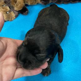 Taffy - Brindle male Dachshund puppy in Bullard, Texas from Mimidachs of Texas