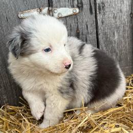 Sadie - Blue merle female Australian Shepherd puppy in Stanford, Kentucky from Red Feather Aussies
