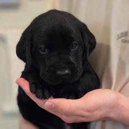 5th Girl - Black female Labrador Retriever puppy in Decatur, Indiana from Sporting Ridge K9’s