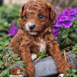 Clear akc boy - Red  male Poodle puppy in Salem, Missouri from Meadowbrook Poodles