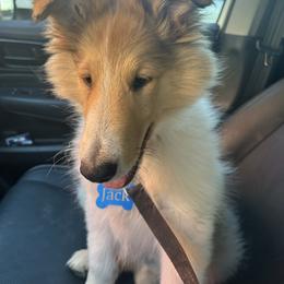 Jack - White male Collie puppy in Abilene, Texas from Regal Lassie's