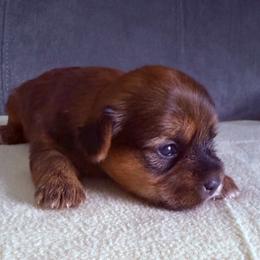 Girl 1 - Black gold and white female Shorkie puppy in Florida from Shih tzus and Shorkies Galore