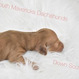 Chocolate dapple - Dapple male Dachshund puppy in Seminary, Mississippi from Down South Mavericks Dachshunds