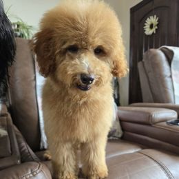Cavapoo and Poodle All Grown Up from Premier Paws