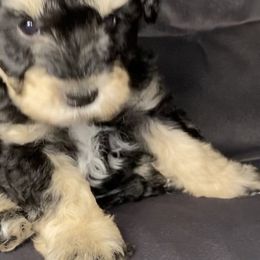 Miniature Schnauzer Puppies from Tamed by Emmy (Emariella’s Miniature Schnauzers)