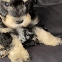 Miniature Schnauzer Puppies from Tamed by Emmy (Emariella’s Miniature Schnauzers)