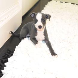 Pia Male - Blue male Italian Greyhound puppy in Sparta Tn And Caryville Fl, Tennessee from Summerwind Kennel