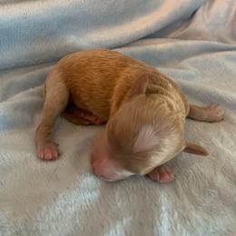 Harley - Apricot male Goldendoodle puppy in Haddam, Kansas from Golden B Acres
