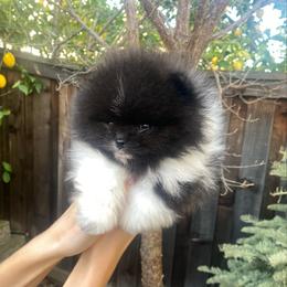 Bentley - Black parti male Pomeranian puppy in Citrus Heights, California from Yev and Marina's Pomeranians (AKC)