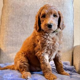 Gumdrop (Green Collar) - Red  male Goldendoodle puppy in Bay City, Texas from Charming Doods