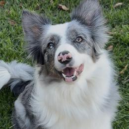 Jewels - Border Collie