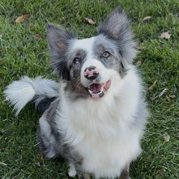 Jewels - Border Collie