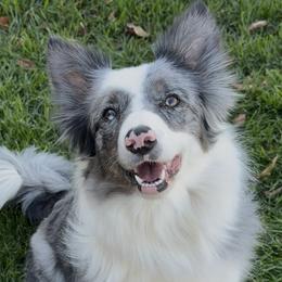 Jewels - Border Collie