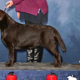 Siri - Labrador Retriever