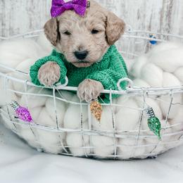 Vixen - Cream female Goldendoodle puppy in Otisville, Michigan from Danie’s Darling Doodles LLC