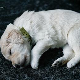 Girl (Reservation 3) - Light golden female Golden Retriever puppy in Murfreesboro, Tennessee from ATW Retrievers