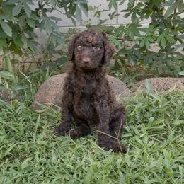 Java - Cafe au lait male Poodle puppy in Kapaa, Hawaii from Kauai Poodles