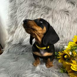 Boy 2 Cruiser 2,500 yellow collar - Black and tan male Dachshund puppy in Oscoda, Michigan from Northland Dachshunds