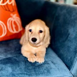 Ms Tan - Cream female Dachshund puppy in Ocala, Florida from Island Farms Mimi’s Dachshunds Florida