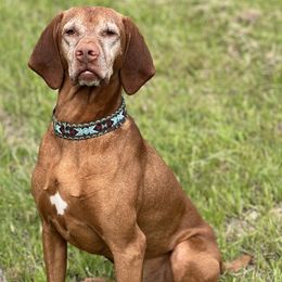 Vizsla All Grown Up from Coast Range Vizslas