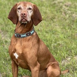 Vizsla All Grown Up from Coast Range Vizslas
