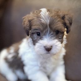 Max - Chocolate male Havanese puppy in Lancaster, South Carolina from 3 Bs Havanese-PUPPIES with  PURPOSE