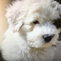 Old English Sheepdog Puppies from Ellen Kane's Old English Sheepdogs