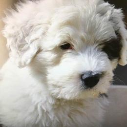 Old English Sheepdog Puppies from Ellen Kane's Old English Sheepdogs