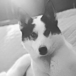 Dora - Siberian Husky