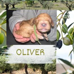 Oliver - Apricot male Goldendoodle puppy in Prosperity, Pennsylvania from Stelladoodles & Company