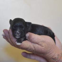 Pecan - Black and white male Shichon puppy in Delta, Colorado from PTK Ranch