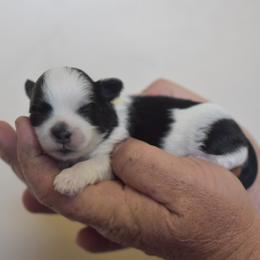 Boston Cream - Black and white male Shichon puppy in Delta, Colorado from PTK Ranch