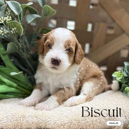 Biscuit - Red male Bernedoodle puppy in Temecula, California from Brookside Bernedoodles