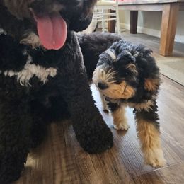 Forrest - Tri-color male Bernedoodle puppy in Pismo Beach, California from Beach Bernedoodles