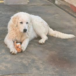 Purple Girl - White female Maremma Sheepdog puppy in Kings County, California from Prancing Pony Farm Maremma Sheepdogs