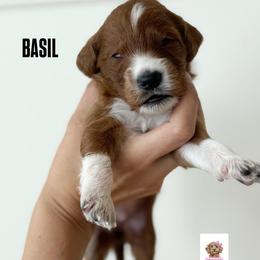BASIL - Parti male Goldendoodle puppy in Independence, Oregon from ANKENY DOODLES