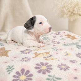 Ranger - AKC  Extreme blue piebald - Piebald male Dachshund puppy in Indian Trail, North Carolina from Hilda’s Teenie Weenies