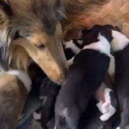 Collies from Champagne Meadow Farm