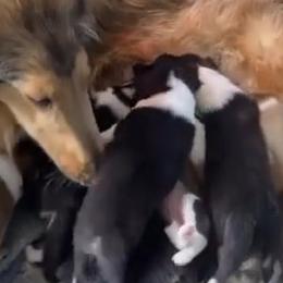 Collies from Champagne Meadow Farm