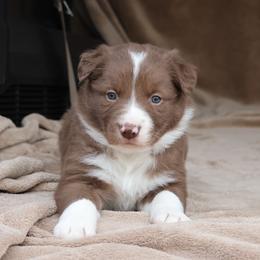 Brown Collar - Red male Border Collie puppy in Courtland, Alabama from C Bar C Ranch Border Collies