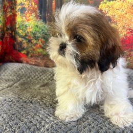 Lisa - Shih Tzu - Cream and white female Shih Tzu puppy in Chariton, Iowa from Mia Lucky Maltese