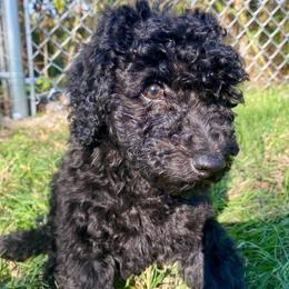 Perrine - Black female Goldendoodle puppy in Bentonville, Arkansas from Bentonville Doodles