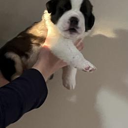 Boy 8 light green collars - Red and white male Saint Bernard puppy in New Sharon, Maine from Kimball Pond  Saint Bernards